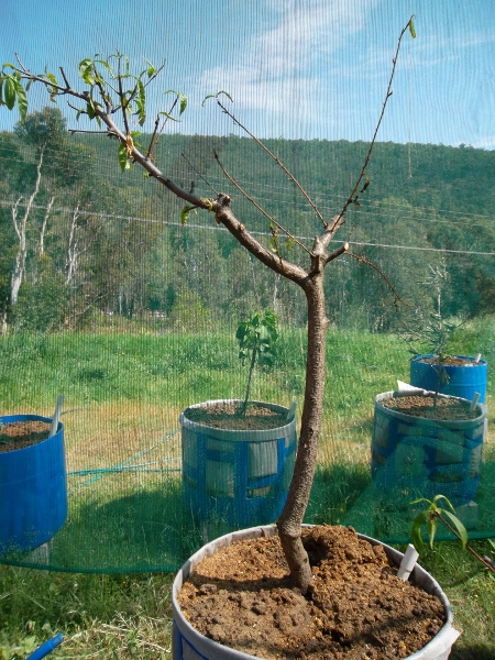 Nectarine (450x600).jpg