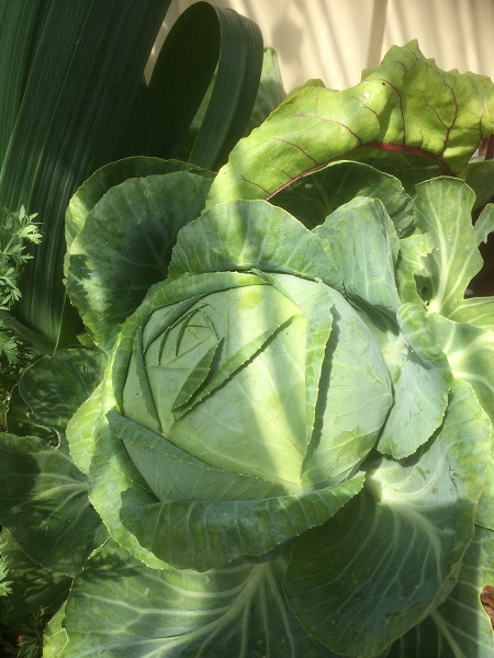 IMG_2584 resized.jpg