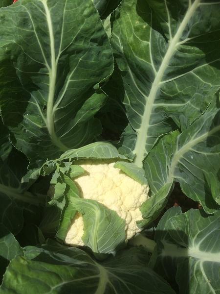 IMG_2583 resized.jpg