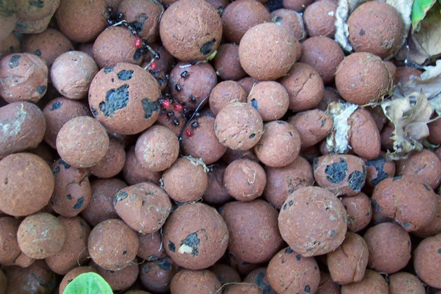 Baby cockroaches.jpg