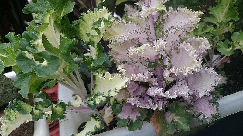 byapsmlsys006 - Copy.JPG