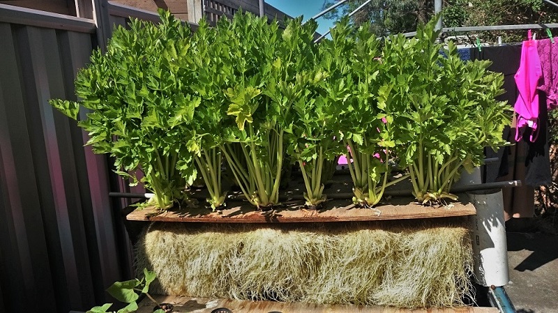 byapdwc003 - Copy.JPG