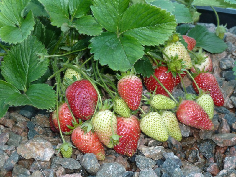 Bunch Strawberries.JPG