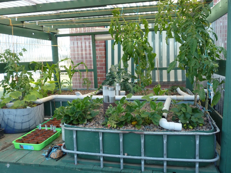 Strawberry plants.jpg