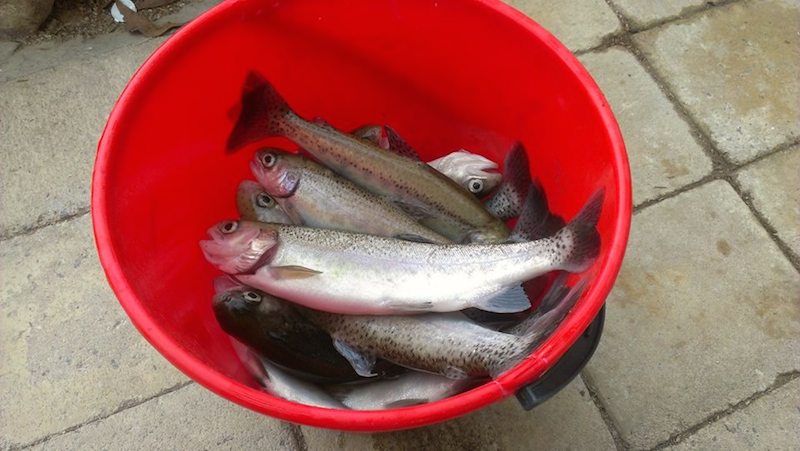 bucket o' trout copy.jpg