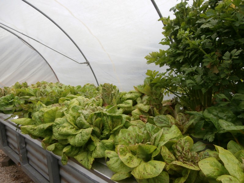 PA160003 (Custom).JPG