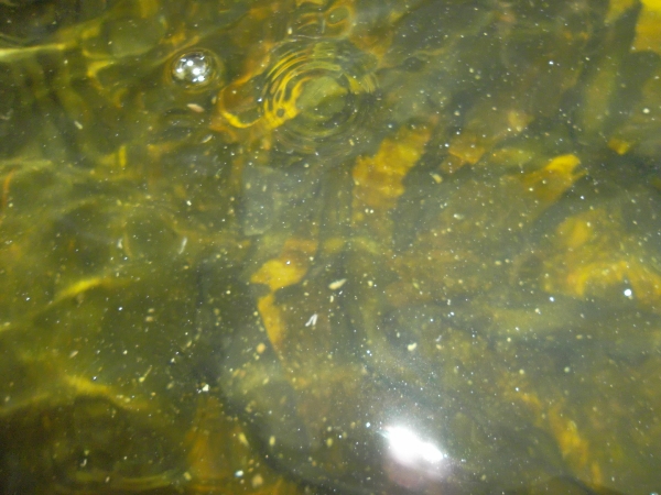 There be trout (600x450).jpg