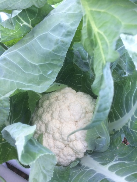 IMG_2618 resized.jpg