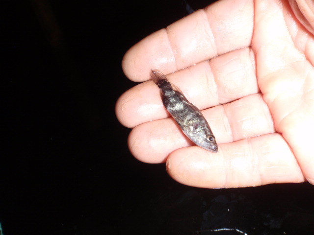 Barra Fingerlings.JPG