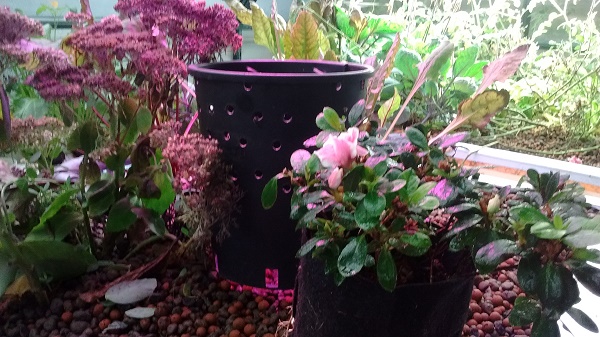 picture for upload.jpg