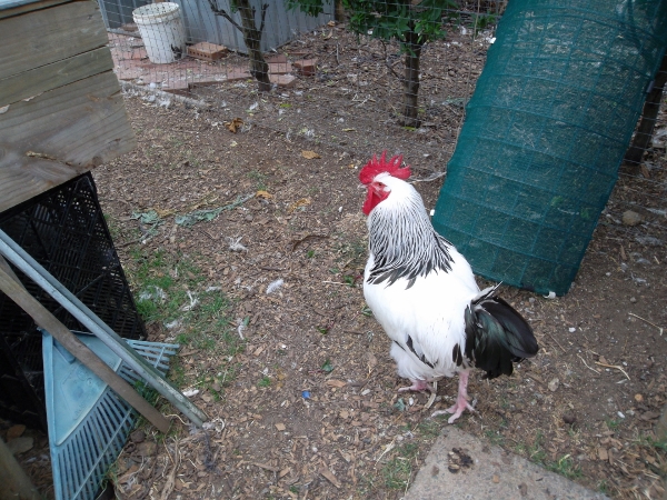 Waiting for Offal (600x450).jpg