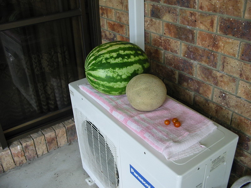 Dirt Garden Harvest.jpg