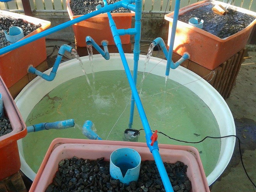 12179794_10153363762253585_1028398500_n.jpg AP 2015.jpg