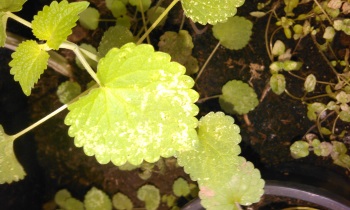 Herschaalde kopie van WP_20151111_005.jpg