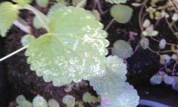 Herschaalde kopie van WP_20151111_006.jpg