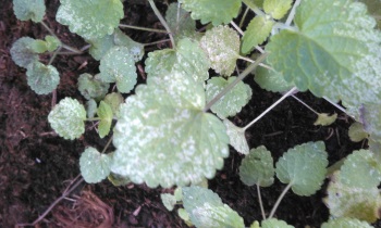 Herschaalde kopie van WP_20151111_007.jpg