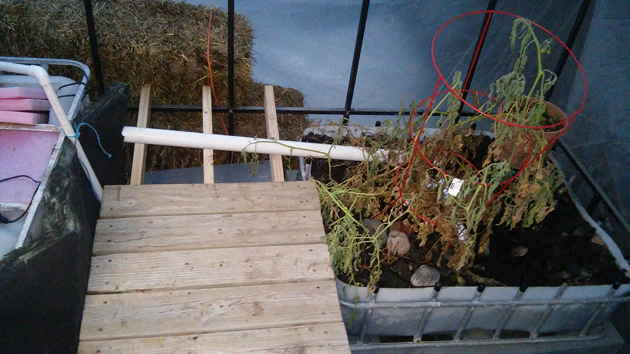 tomatoes_dying.jpg