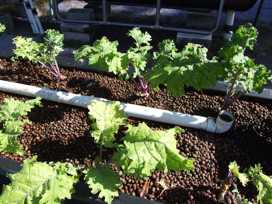 Red Russian Kale sm.jpg