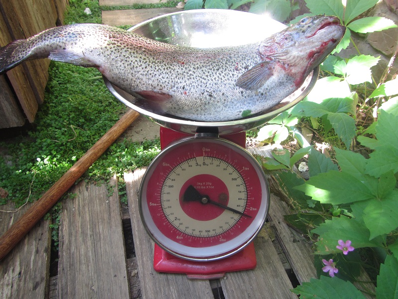 19 Nov 2015 The catch of the day.jpg