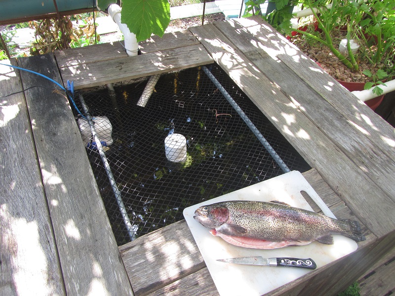 19 Nov 2015 The fish tank - fish number 20 of 25.jpg