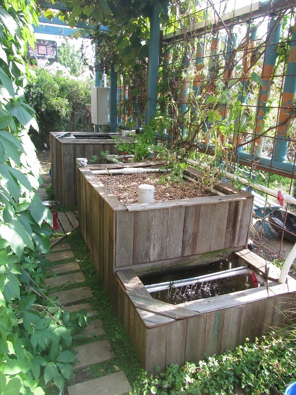 19 Nov 2015 - cleared the growbed and trimmed the vine.jpg