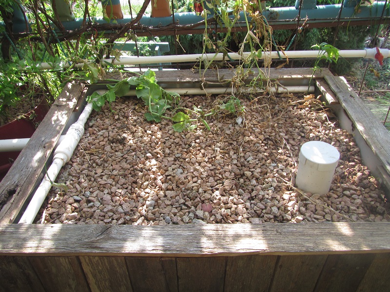 19 Nov 2015 - rocket and coriander seeds scattered from the towers last weekend.jpg