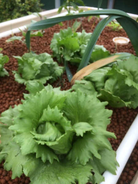 IMG_2727 resized.jpg