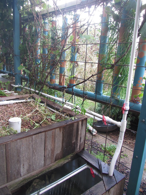 26 Nov 2015 - lucky the wind blew most of the water back into the growbed.jpg