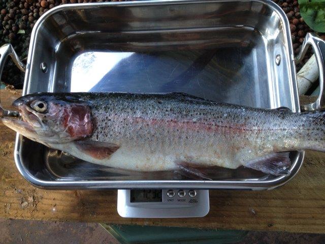 Don's Trout 2015.jpg