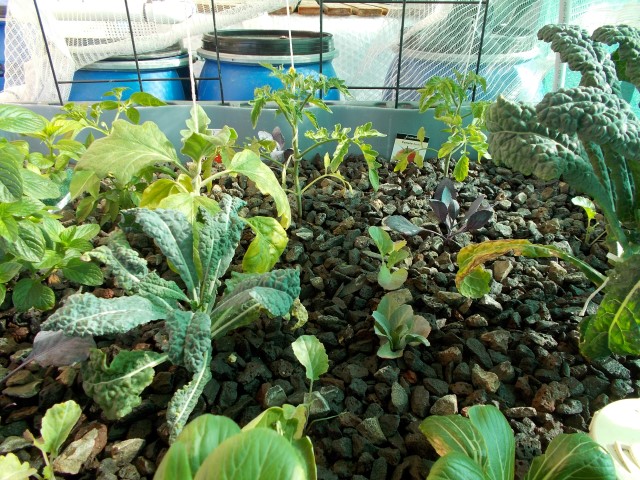 DSCN0687 (Small).JPG