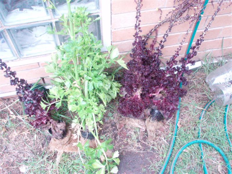 Christmas Party 2007003.JPG