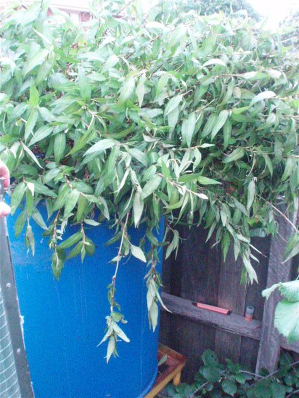 Christmas Party 2007002.JPG