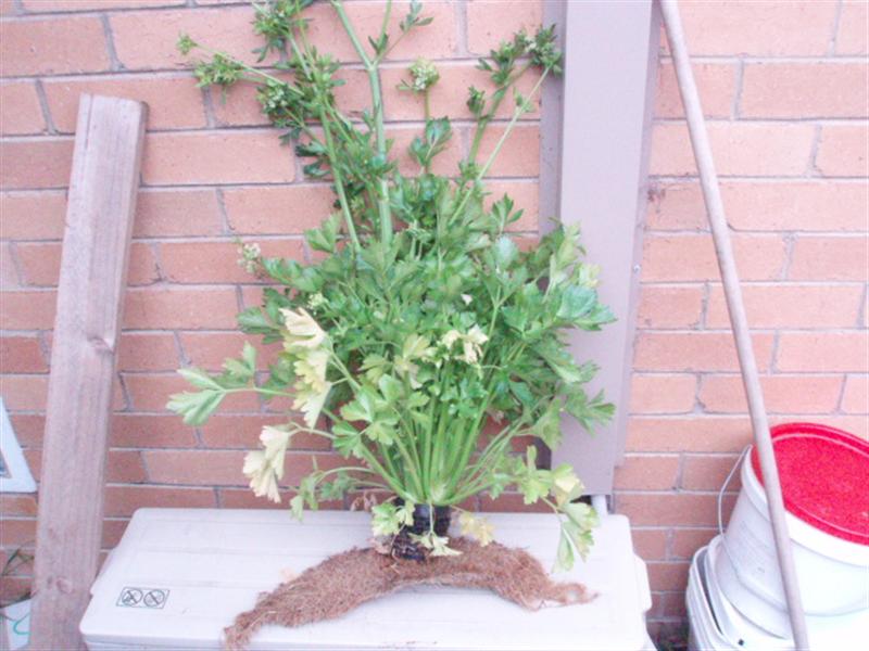 Christmas Party 2007001.JPG