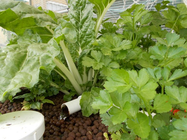 DSCN0803 (Small).JPG