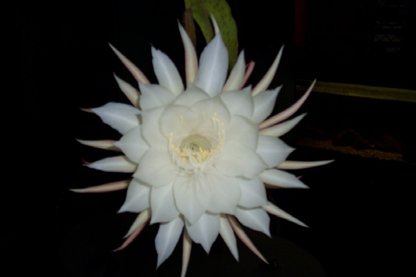 Gnash next system 007.jpg