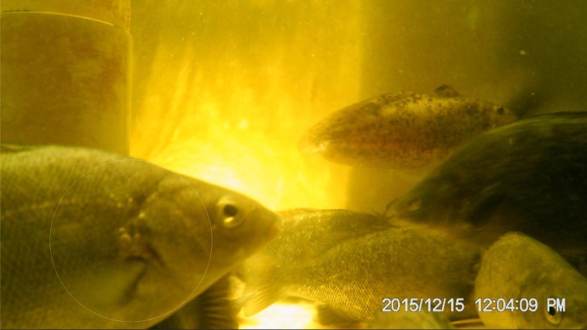 SilverPerch002a (Small).jpg