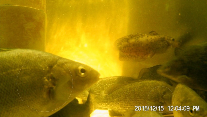 SilverPerch001a (Small).jpg