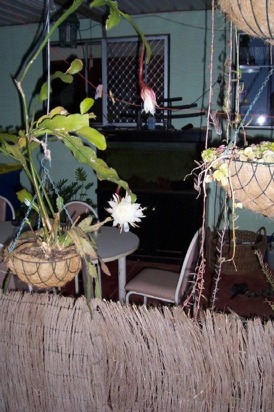 Gnash next system.jpg