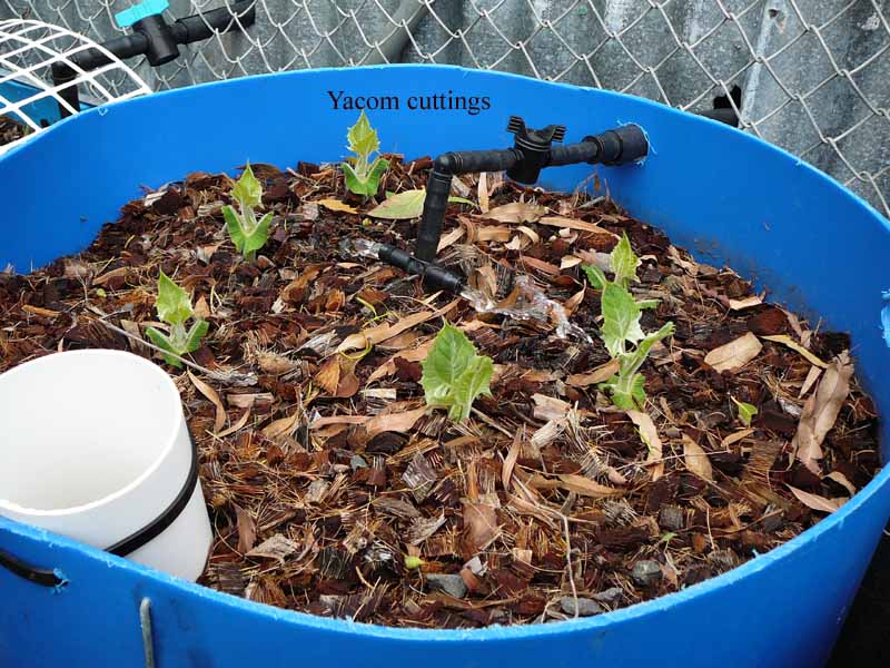 Yacom cuttings.jpg
