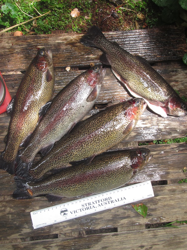 16 Dec 2015 - the last 5 trout.jpg