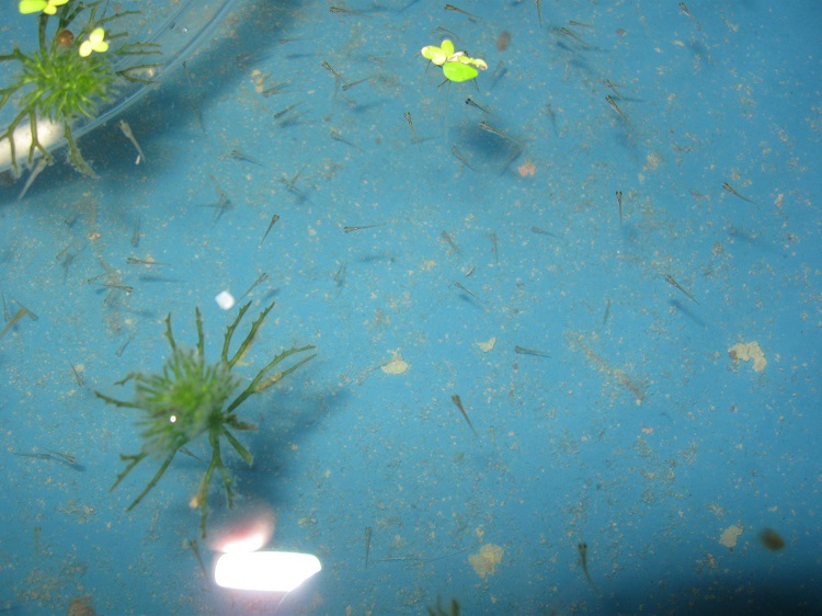 120 Things in 20 years - Aquaponics - gold goldfish breeding - last chance fry.jpg