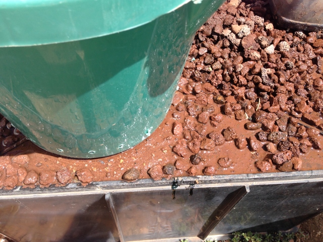 IMG_0736 (640x480).jpg