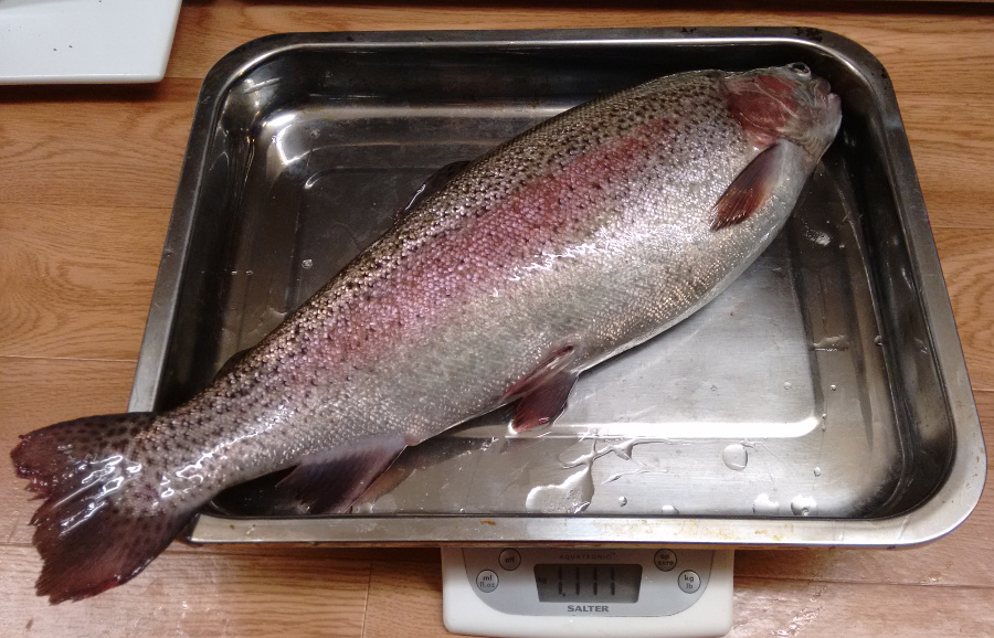 Trout-1.1kg-20151229.jpg