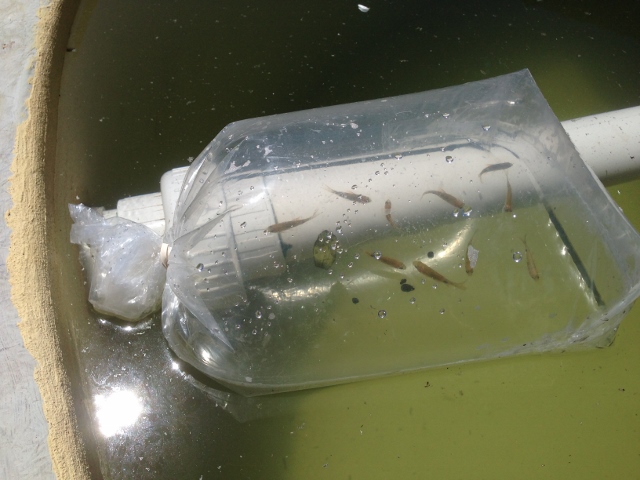 IMG_0741 (640x480).jpg