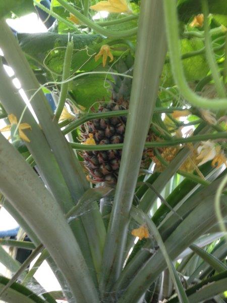 Pineapple.JPG
