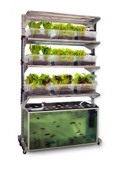 wall_based_aquaponics2.jpg