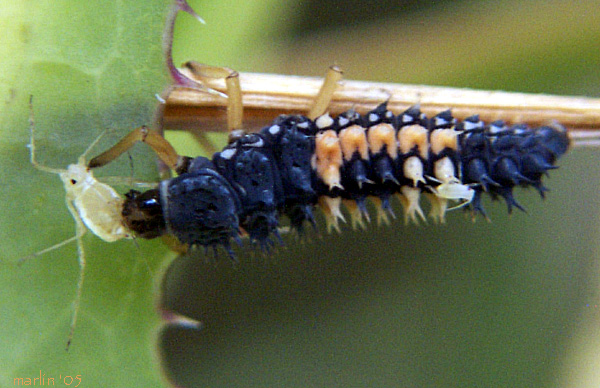 ladybug_larva_w_aphid.jpg