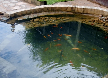 pondjan (350x254).jpg