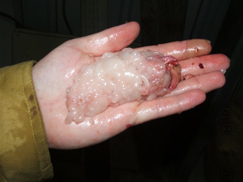 DSCF4137 (Medium).JPG