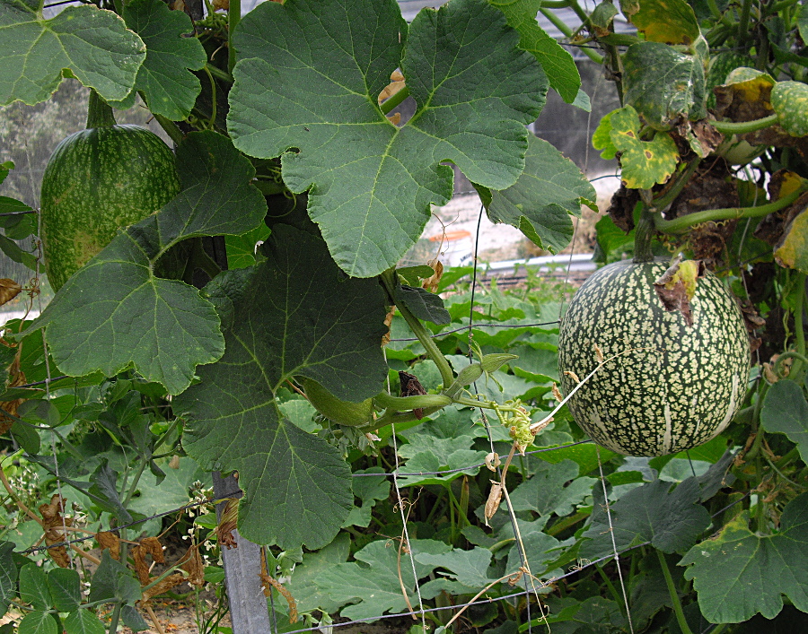 chilacayote_squash.jpg